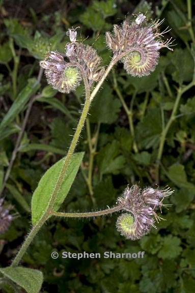 phacelia mutabilis 1 graphic